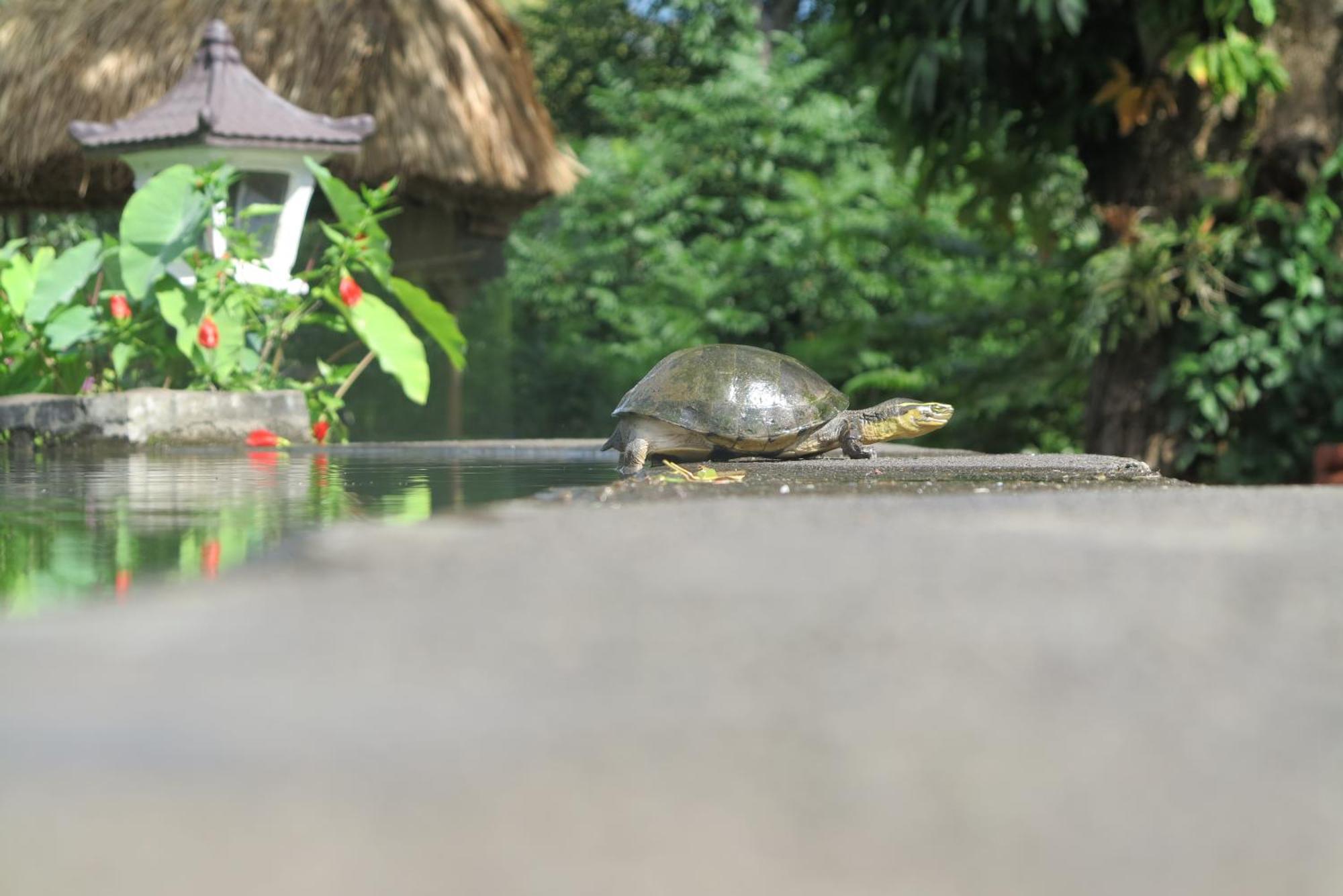 Hotel Rinjani Mountain Garden Bayan Zewnętrze zdjęcie