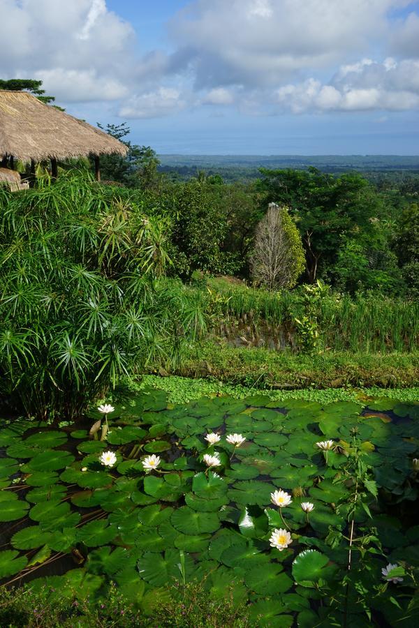 Hotel Rinjani Mountain Garden Bayan Zewnętrze zdjęcie