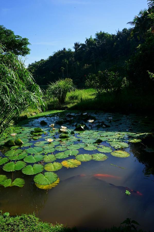 Hotel Rinjani Mountain Garden Bayan Zewnętrze zdjęcie