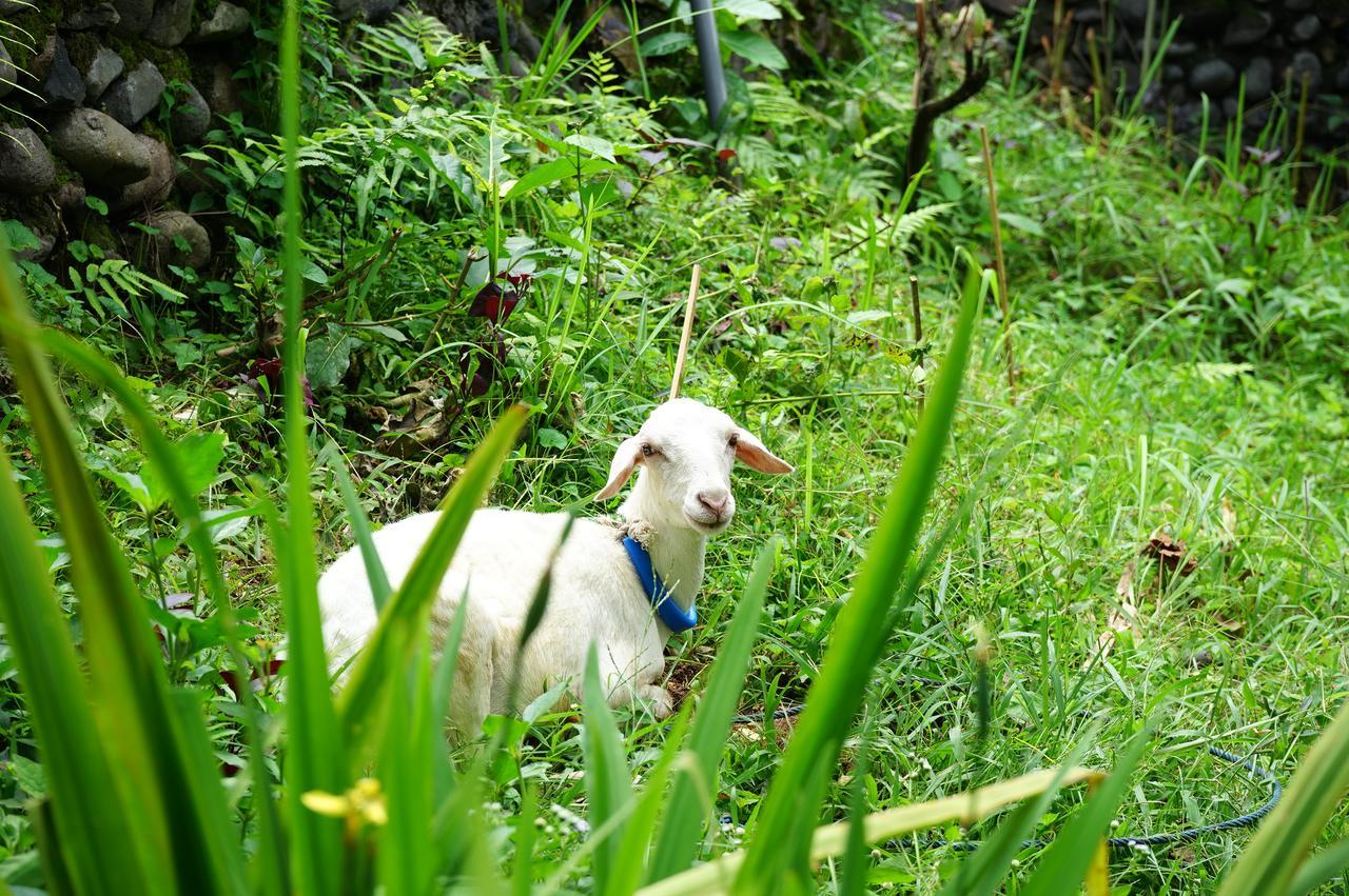 Hotel Rinjani Mountain Garden Bayan Zewnętrze zdjęcie